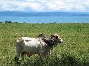 Cow Profile