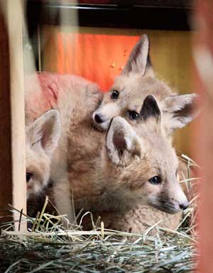 The kits are settling in, but not on view to the public yet. You can currently see 3 adult foxes at NW Trek.